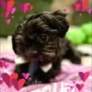 Meet your Posher, Veremie